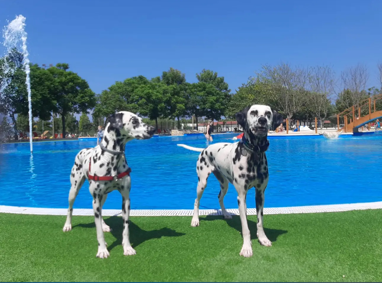 Trust Resort Canino: Un Paraíso para Perros y sus Dueños en Ondara